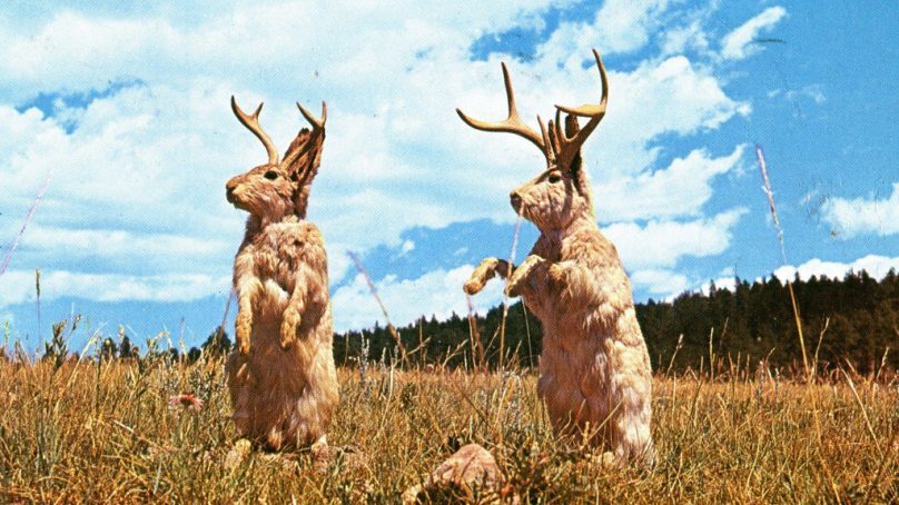 JACKALOPES – FACT OR FICTION?