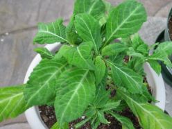 The Breakthrough Experience of Salvia Divinorum