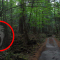 Aokigahara: The Suicide Forest of Japan