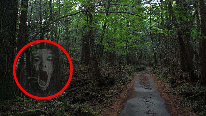 Aokigahara: The Suicide Forest of Japan