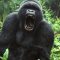 The Beaman Monster – Escaped circus gorilla mates with local Bigfoot