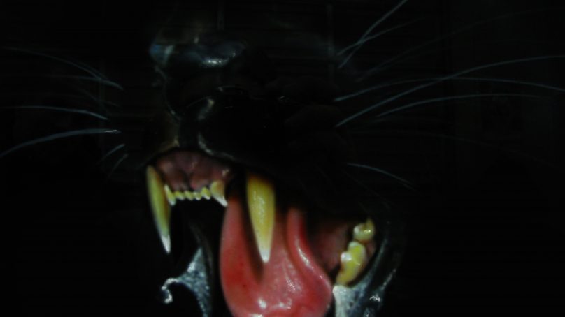 The Wampus Cat – Half-Woman, Half-Cat Creature